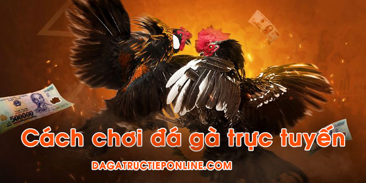 Cách chơi đá gà trực tuyến cho người mới