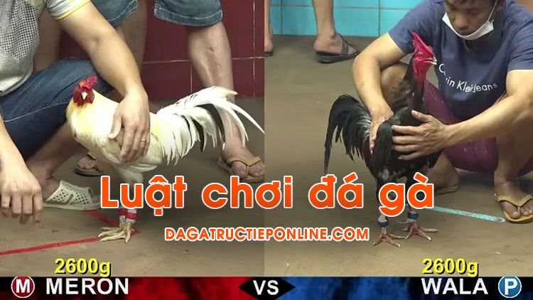 Luật chơi đá gà cơ bản nhất