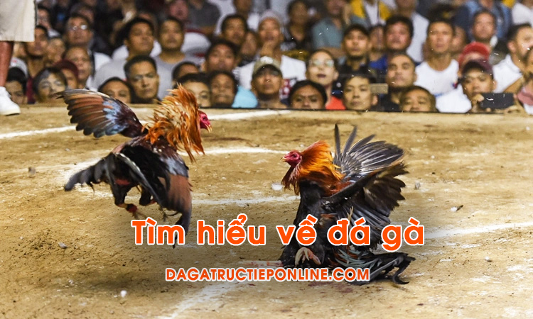 Tìm hiểu về đá gà