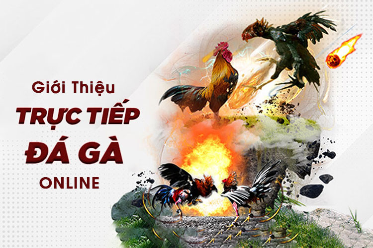 Giới thiệu về trực tiếp đá gà Online