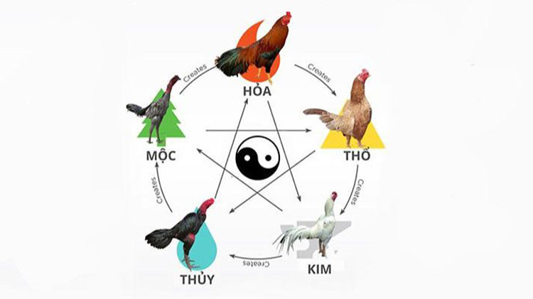 Bảng màu mạng gà đá theo ngũ hành tương sinh