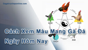 Cách Xem Màu Mạng Gà Đá Ngày Hôm Nay Chuẩn Xác Nhất