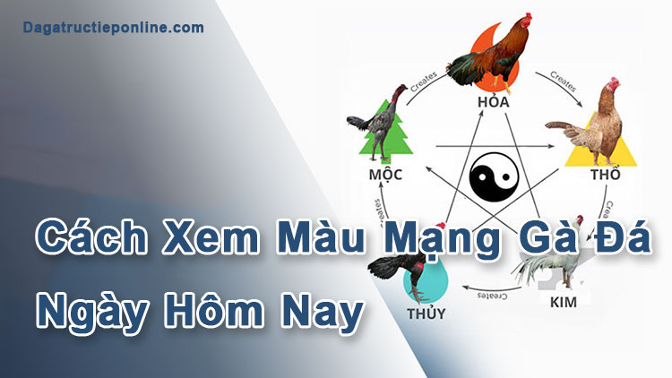 Cách Xem Màu Mạng Gà Đá Ngày Hôm Nay Chuẩn Xác Nhất