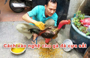 Cách vào nghệ cho gà đá cựa sắt
