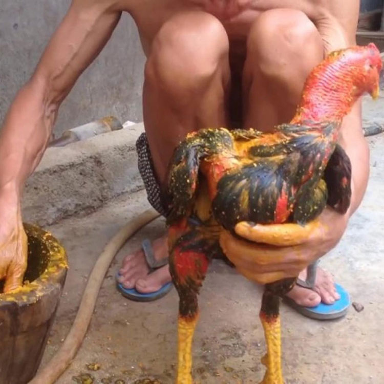 Hướng dẫn cách Vào Nghệ Cho Gà Đá Cựa Sắt
