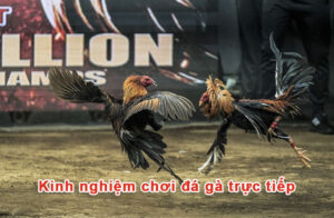 Kinh nghiệm chơi đá gà trực tiếp bách chiến bách thắng