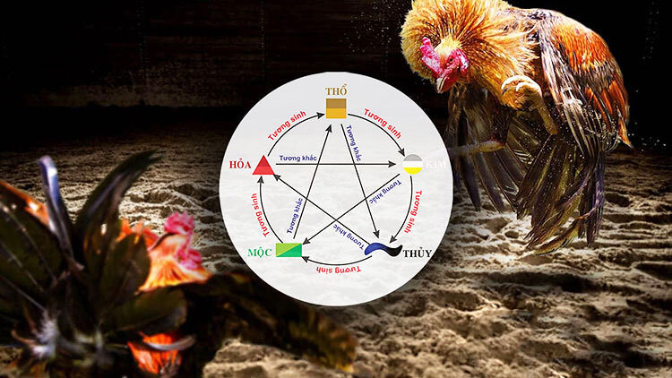 Kinh nghiệm xem màu mạng hiệu quả từ các sư kê