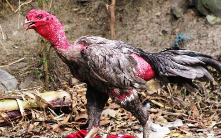 Nguyên nhân gà mắc chứng khò khè khó thở